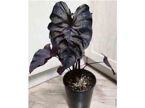 Cây Môn Nhung Đen - Colocasia Black Coral Vỉ 112 Cây