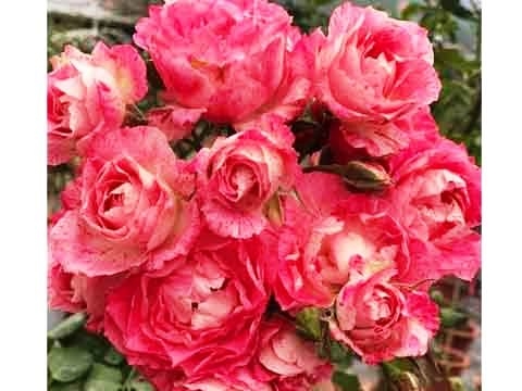 Hoa hồng Nhật Lady Candle Rose