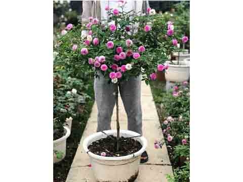 Vườn ươm giống HỒNG THÂN GỖ TREE ROSE Đà Lạt