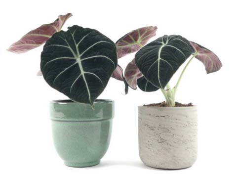 Cây Môn Nhung Đen - Cây Alocasia Black Velvet