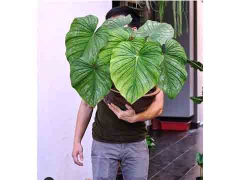 Cây Mây Bạc - Philodendron Mamei Vỉ 112 Cây