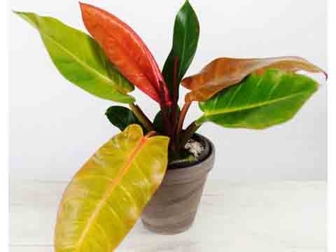 Cây Trầu Bà Đế Vương Cam - Philodendron Prince of Orange Vĩ 112 Cây