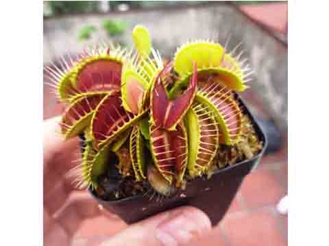 Cây Bẫy Kẹp, Bắt Mồi - Venus Flytrap