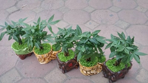 Kết quả hình ảnh cho KIM NGÂN PHONG THỦY