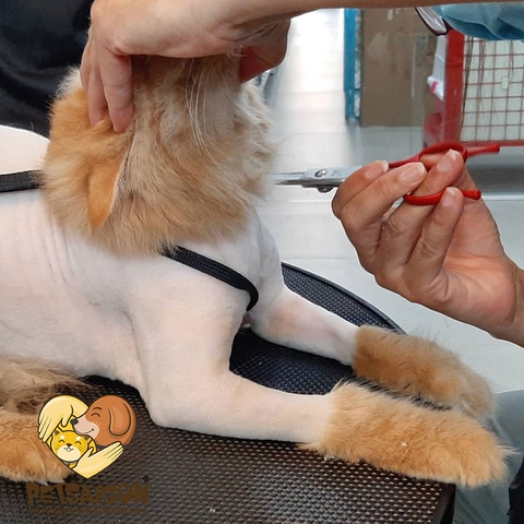 Combo Trọn Gói Tắm Vệ Sinh & Cắt Tạo Kiểu