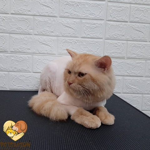 Combo Trọn Gói Tắm Vệ Sinh & Cắt Tạo Kiểu