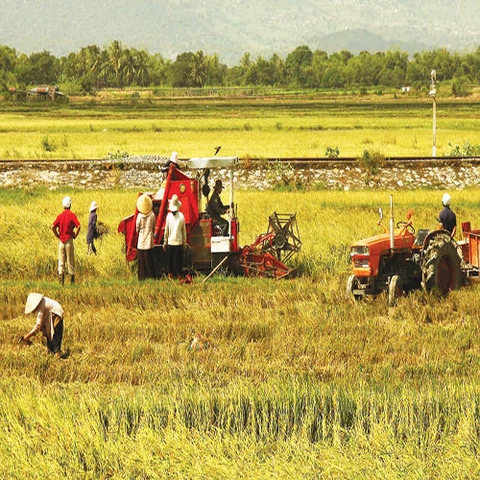 Máy gặt giải quyết tốt bài toán đau đầu khi thuê mướn nhân công