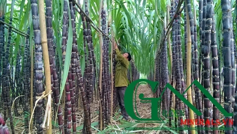 Kỹ thuật bón vôi cho cây mía