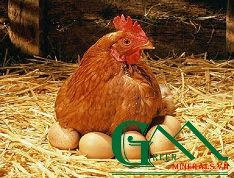 Bột đá, đá hạt ứng dụng trong sản xuất thức ăn chăn nuôi