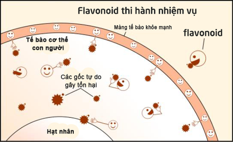 Flavonoid là gì? Flavonoid bảo vệ sức khỏe và sắc đẹp có thật không…