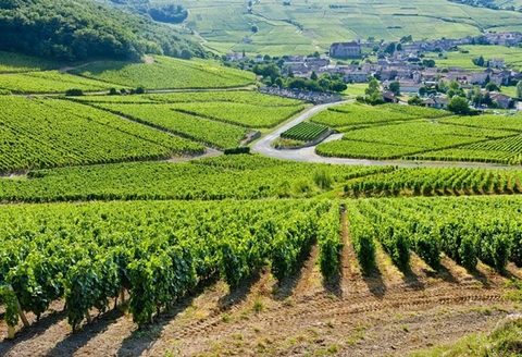 Khám phá vùng trồng nho Bordeaux nổi tiếng của nước Pháp