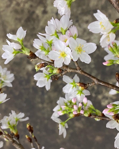 Đào Sakura 125cm