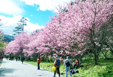 Du lịch Đài Loan mùa hoa anh đào (5 ngày 4 đêm)