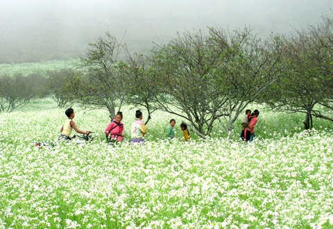 Tour Mộc Châu 2 ngày 1 đêm: Mộc Châu mùa hoa cải trắng