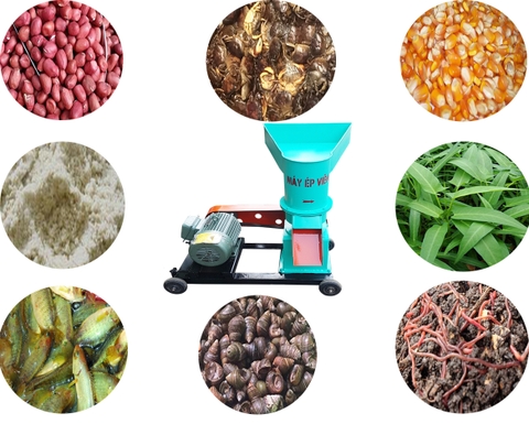 Cách tiết kiệm chi phí trong chăn nuôi gà thả vườn