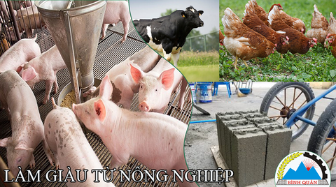 Làm giàu từ nông nghiệp hướng đi ít cạnh tranh, dễ khởi nghiệp