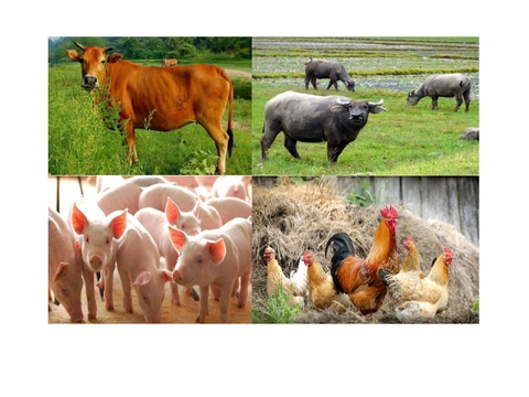 Tiết kiệm chi phí chăn nuôi nhờ tận dụng nguyên liệu bỏ đi