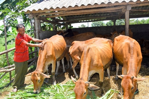 Tìm hướng thoát nghèo từ chăn nuôi, nuôi gà, lợn hay bò hiệu quả