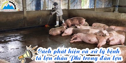 Cách phát hiện và xử lý bệnh tả lợn châu Phi trong đàn lợn
