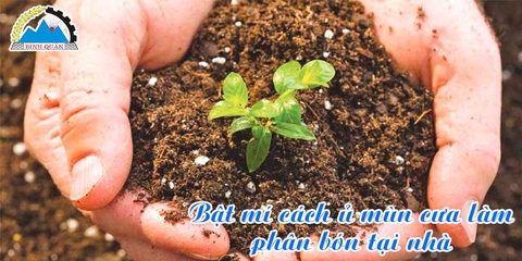 Bật mí cách ủ mùn cưa làm phân bón tại nhà siêu đơn giản