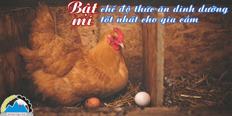 Bật mí chế độ thức ăn dinh dưỡng tốt nhất cho gia cầm