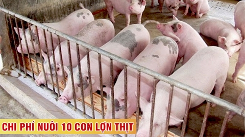 Nuôi lợn thịt bao lâu thì xuất chuồng ? Chi phí nuôi 10 con lợn thịt bạn cần biết