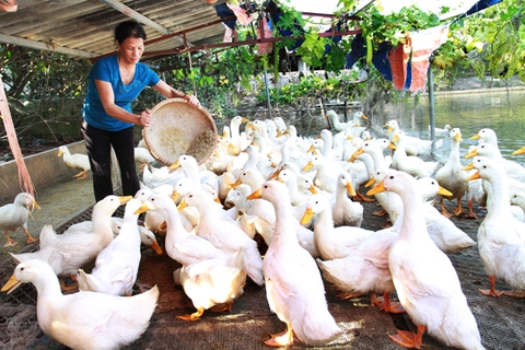 Hướng dẫn nuôi và chăm sóc ngan thịt - Siêu lợi nhuận cho các hộ chăn nuôi