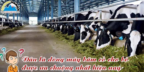 Đâu là dòng máy băm cỏ cho bò được ưa chuộng nhất hiện nay?
