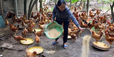 Nuôi hàng nghìn con gà mà không cần phải mua cám viên ngoài