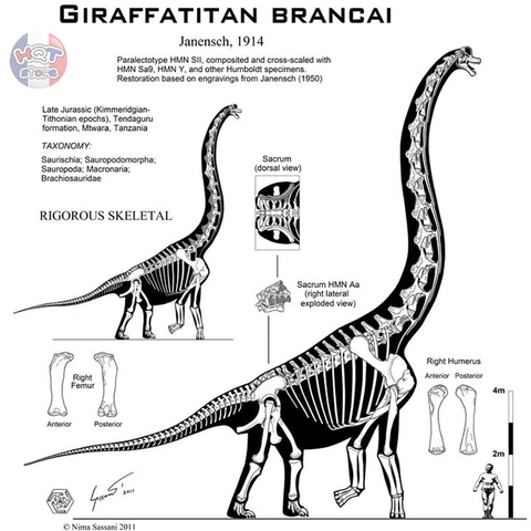 Mô hình khủng long Brachiosaurus W-Dragon tỉ lệ 1/35 chính hãng