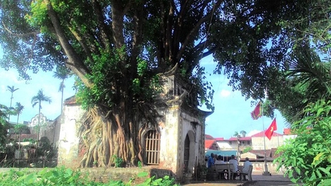 Hà Nội: Về chùa Mui ngắm cây bồ đề ‘nuốt chửng’ đền thiêng