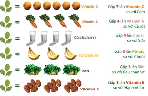 Giá trị dinh dưỡng của cây chùm ngây