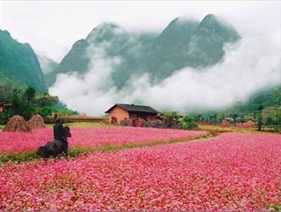 Tour du lịch Hà Giang mùa hoa tam giác mạch 2 ngày 2 đêm 