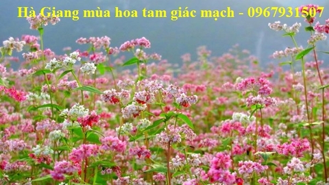 Tour du lịch Hà Giang mùa hoa tam giác mạch