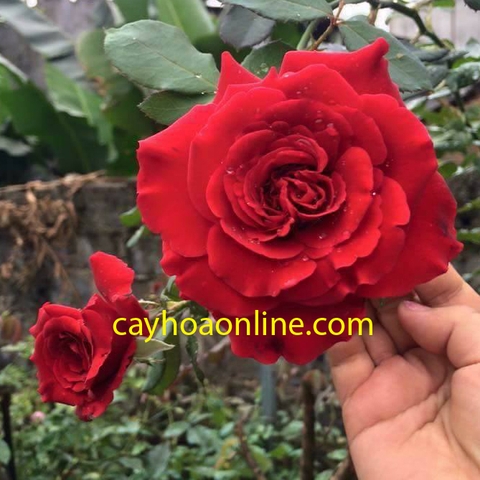 Hoa hồng cổ hải phòng