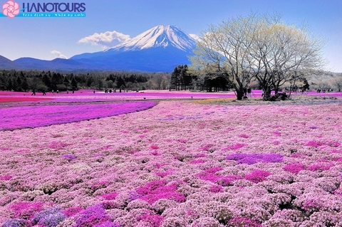 Du lịch Nhật Bản 2018: Hokkaido - Tokyo - Phú Sĩ