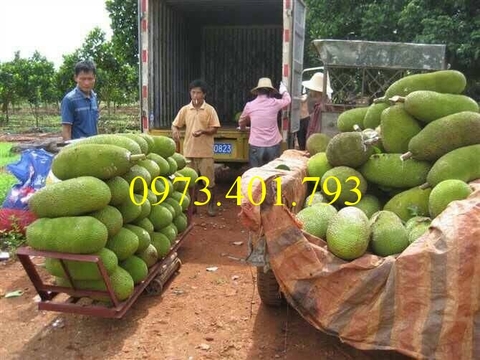 Kĩ thuật trồng mít trái dài malaysia