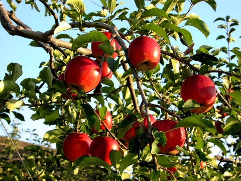 Kỹ thuật trồng và chăm sóc giống cây táo hiệu quả