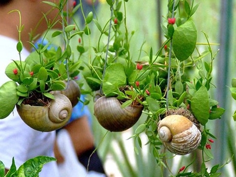 Những sáng tạo mới cho sân vườn nhà phố tràn đầy thiên nhiên Những sáng tạo mới cho sân vườn nhà phố tràn đầy thiên nhiên