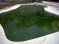 phòng tránh rêu tảo cho bể bơi