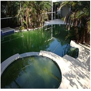 Tình trạng nước bể bơi khi ngả sang màu xanh lá cây
