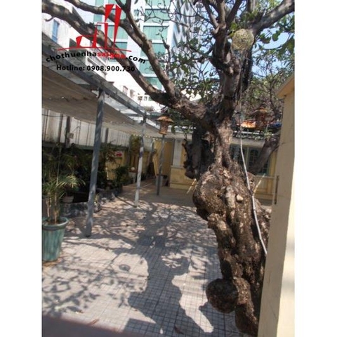 villa cho thuê mặt tiền đường Nguyễn Đình Chiểu, Quận 1.