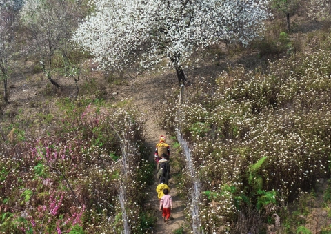 Tour Tây Bắc mùa hoa Sơn Tra 4N3Đ 2