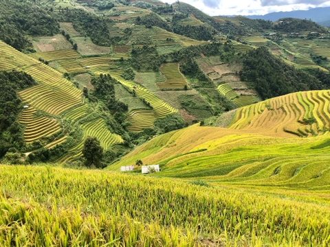 Tour Mù Căng Chải - Thái An travel