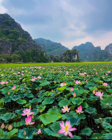 Tour Du xuân 2023: Tour Hoa Lư - Tam Cốc - Hang Múa 1 ngày