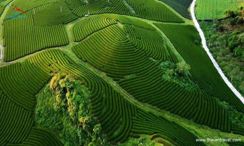 Tour Mộc châu - Tà Xùa 2 ngày 1 đêm Cầu kính Bạch Long, săn mây Tà Xùa