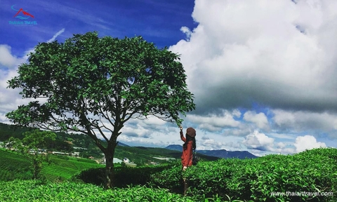 Tour Mộc châu - Tà Xùa 2 ngày 1 đêm Cầu kính Bạch Long, săn mây Tà Xùa