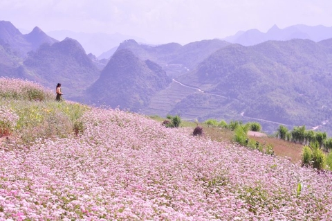 Tour Hà Giang mùa hoa tam giác mạch 01