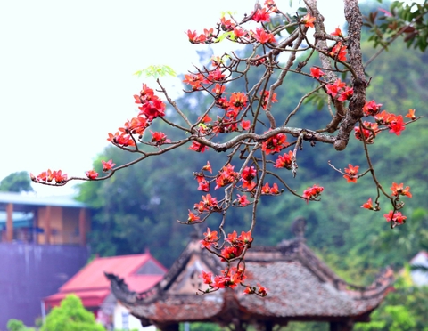 Tour Hà Giang mùa hoa gạo 3N2Đ - Hà Giang, Cao nguyên đá Đồng Văn 1