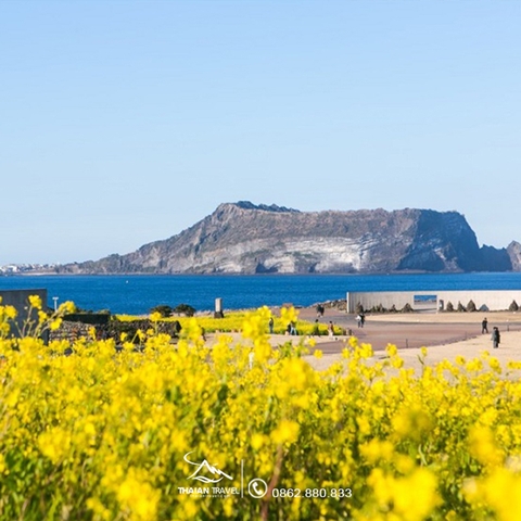 Tour du lịch đảo jeju hàn quốc